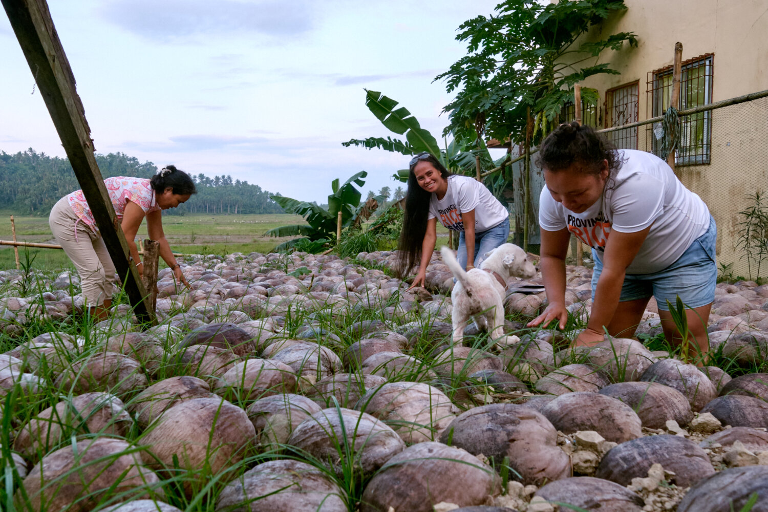 Siargao Rice Field Restoring the Rice Fields After Typhoon Odette - Action Against Hunger