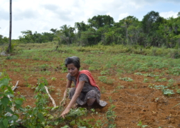 In photo: A farmer in Siargao cuts down weeds in dried out soil. So far, most of their crops have been damaged by the heat or have not had any yield. (Photo by Ana Nico Clement for Action Against Hunger)