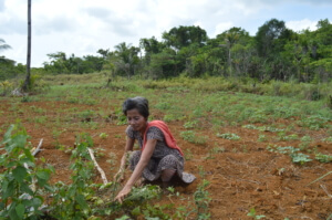 In photo: A farmer in Siargao cuts down weeds in dried out soil. So far, most of their crops have been damaged by the heat or have not had any yield. (Photo by Ana Nico Clement for Action Against Hunger)