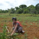 In photo: A farmer in Siargao cuts down weeds in dried out soil. So far, most of their crops have been damaged by the heat or have not had any yield. (Photo by Ana Nico Clement for Action Against Hunger)